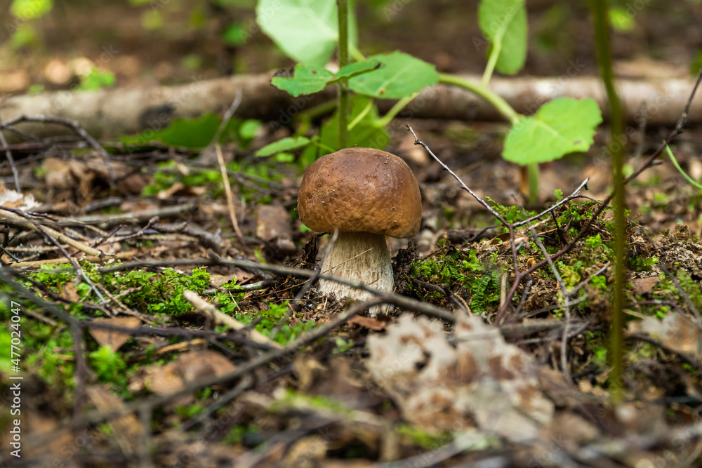 Russia. Leningrad region. August 29, 2021. Edible white mushroom in a clearing in the forest. Russia. Leningrad region. August 29, 2021. Edible white mushroom in a clearing in the forest.