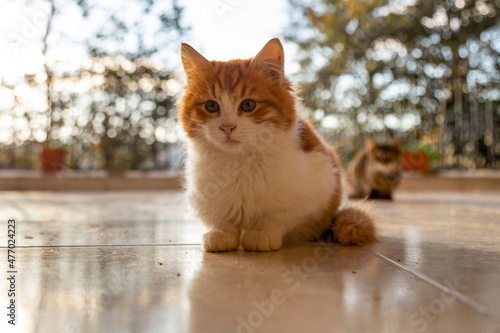 little cute yellow cat sitting on a terrace. yellow cat relaxing and looking at camera