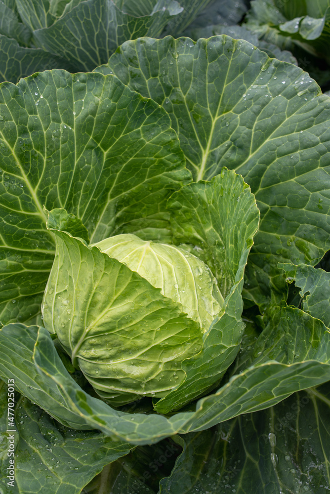 Fresh ground-cabbage close-up. Organic cabbage from the farm. Growing healthy vegetables. Head of cabbage. Fresh ground-cabbage close-up. Organic cabbage from the farm. Growing healthy vegetables. Head of cabbage.