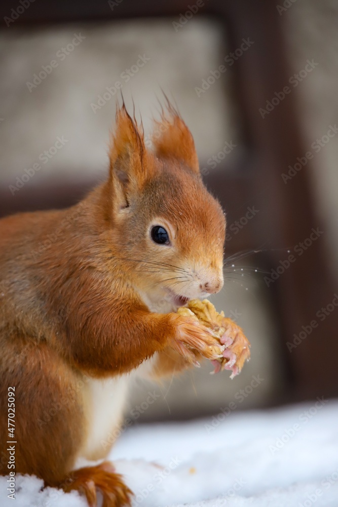Red squirrel eating a walnut Red squirrel eating a walnut