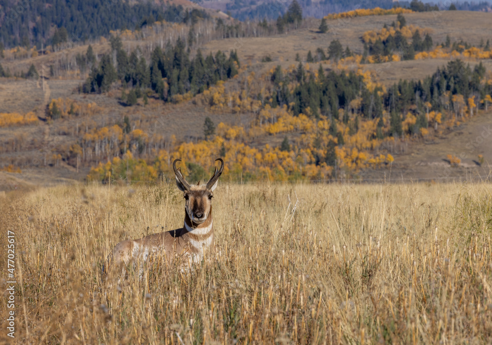 Fototapeta premium Pronghorn Antelope Buck in Wyoming in Autumn