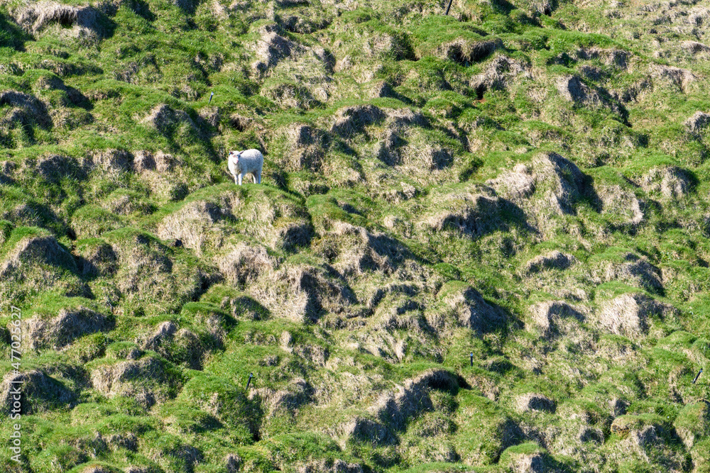 Icelandic sheep grazing in a rocky field
