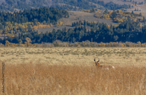 Fototapeta Naklejka Na Ścianę i Meble -  Pronghorn Antelope Buck in Wyoming in Autumn