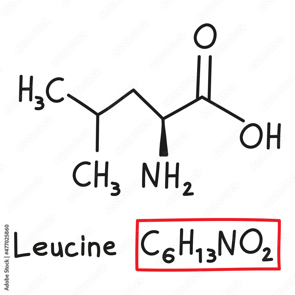 Hand drawn chemical molecular formula of amino acid Leucine in doodle style isolated Hand drawn chemical molecular formula of amino acid Leucine in doodle style isolated