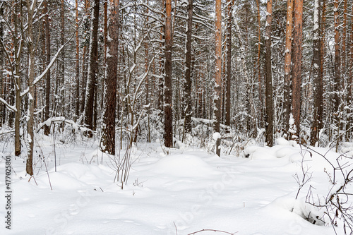 Beautiful landscape of winter snowy forest 