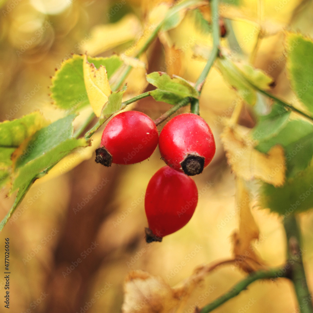 red berries of wild rose on a branch, beautiful autumn, bright colors of autumn red berries of wild rose on a branch, beautiful autumn, bright colors of autumn
