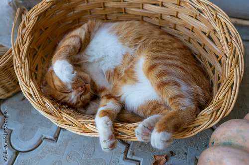 cute yellow kitten sleepiing on a wooden box photo