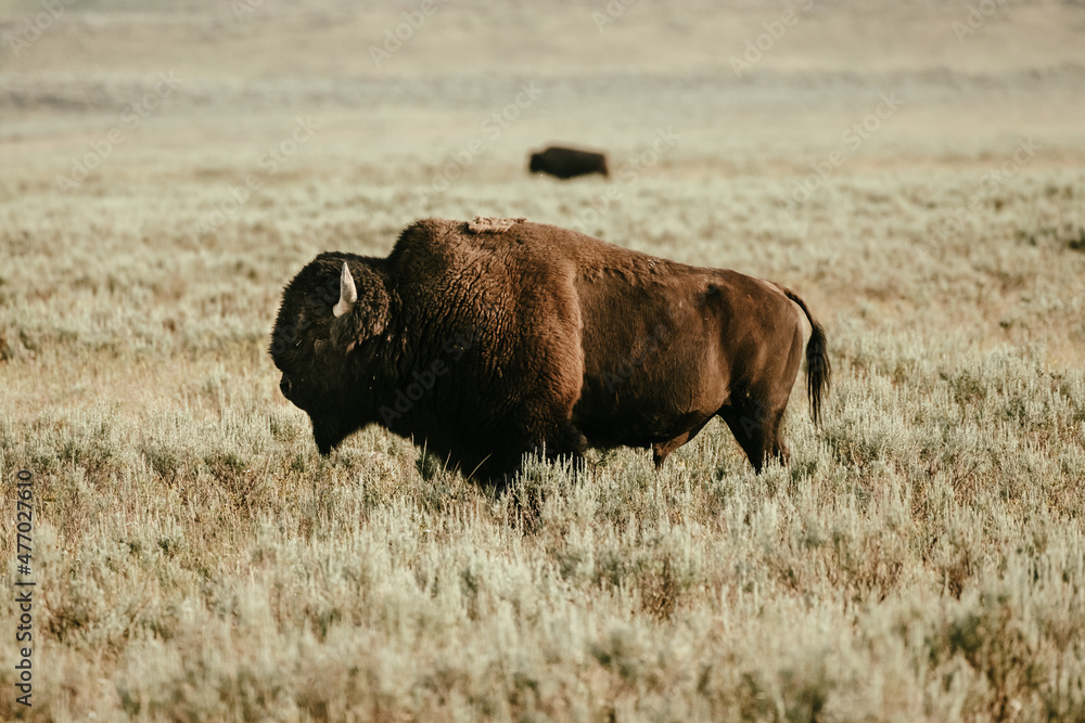 Muted Colors of Male Bison In Profile