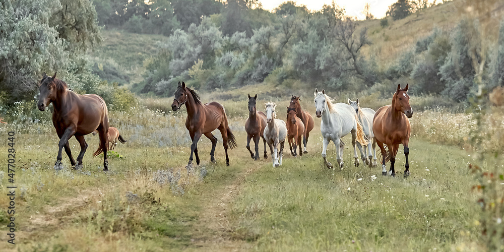 Fototapeta premium A herd of horses is running along a country road. Selective focus