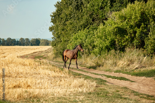 Horse on a country road. On one side of the road is a mown field  on the other there are tall bushes