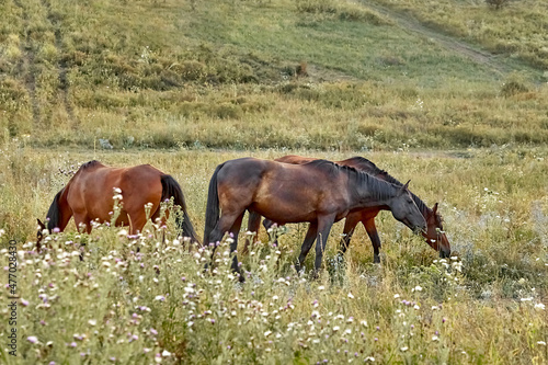 Horses graze in the meadow. Selective focus