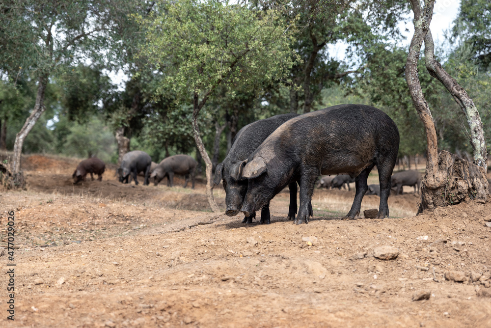 A group of Iberian pigs on the farm