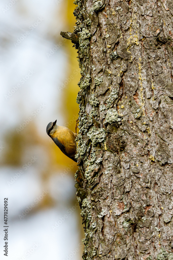 Fototapeta premium A nuthatch on a tree trunk