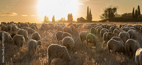 Herd of sheep and goats on the transhumance passing through Madrid