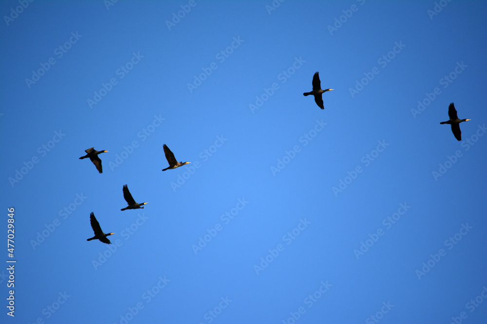Klucz ptaków leci na niebieskim tle w zimie. - obrazy, fototapety, plakaty 
