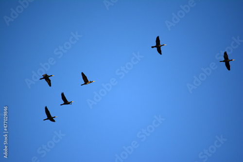 Klucz ptaków leci na niebieskim tle w zimie.