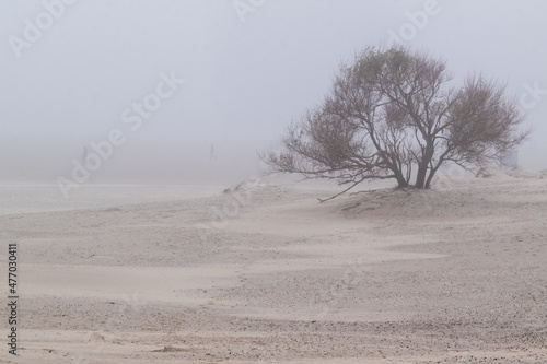 Wallpaper Mural Spaziergang am Sandstrand der Nordseeinsel Borkum mit seinem gesunden Reizklima. Einzelner Baum im Nebel. Torontodigital.ca