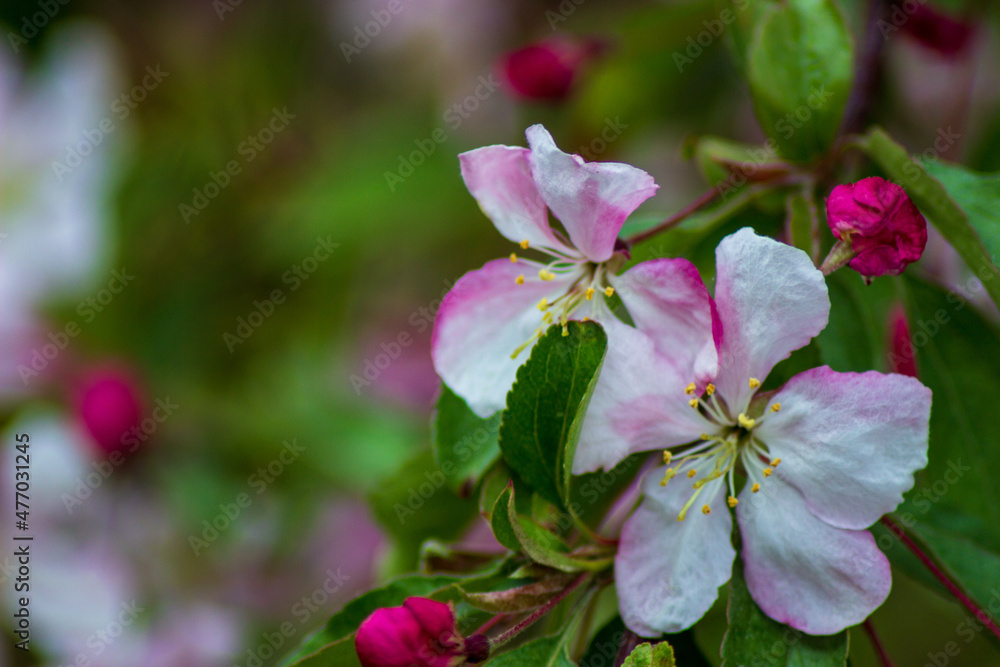 pink and white apple flowers