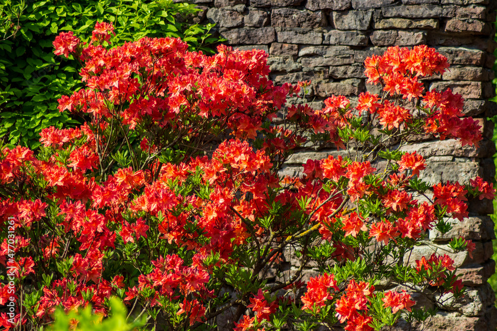 red rhododendron flowers