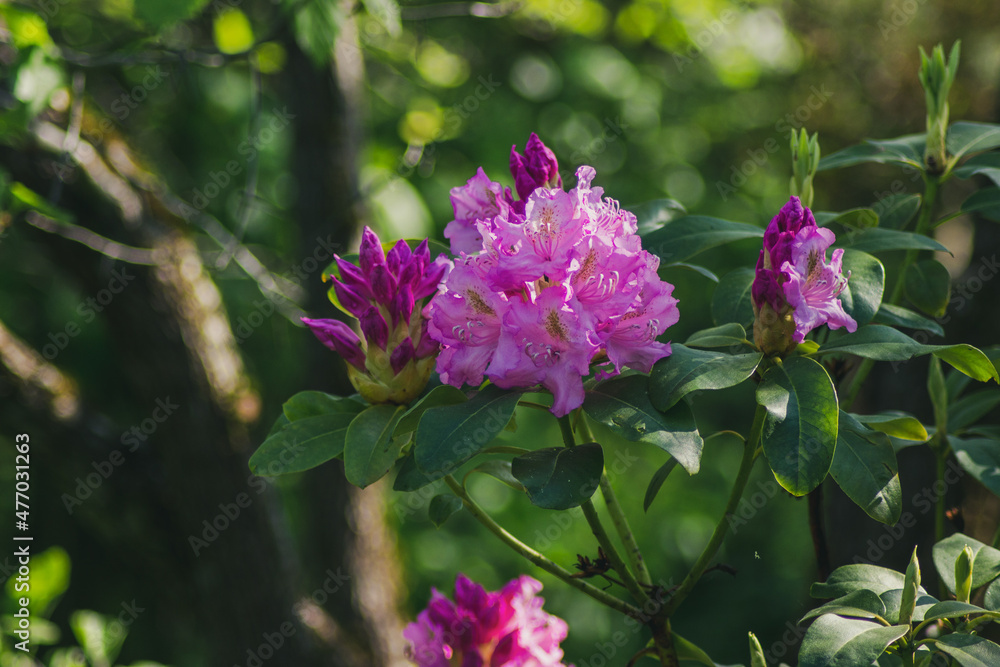 Fototapeta premium pink rhododendron flowers in garden