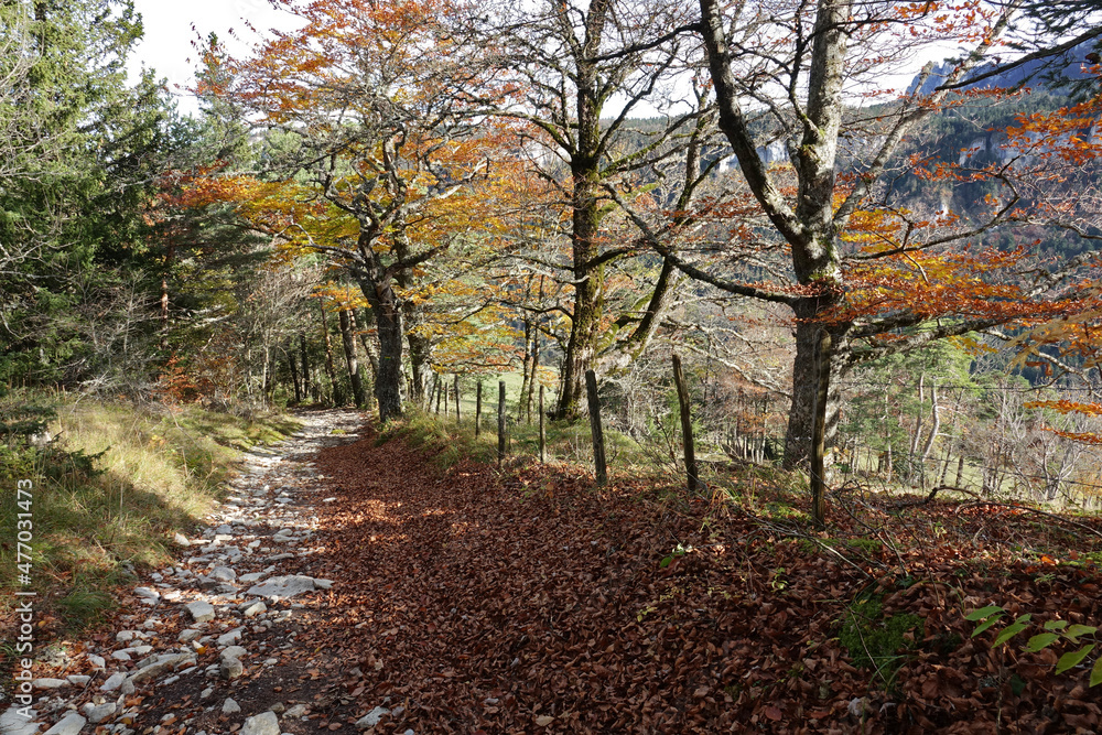 Randonnée automnale au départ d'Engins vers le plateau de la Molière dans le Vercors Randonnée automnale au départ d'Engins vers le plateau de la Molière dans le Vercors