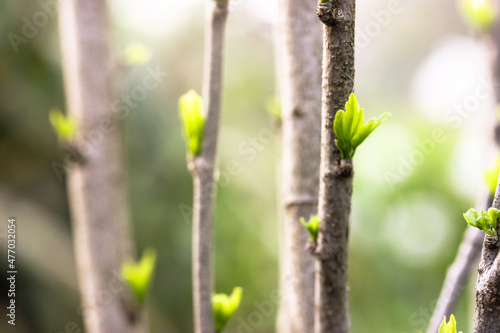 Fototapeta Small young green leaves, buds on the branches of bushes, trees in the spring botanical garden, blurry background