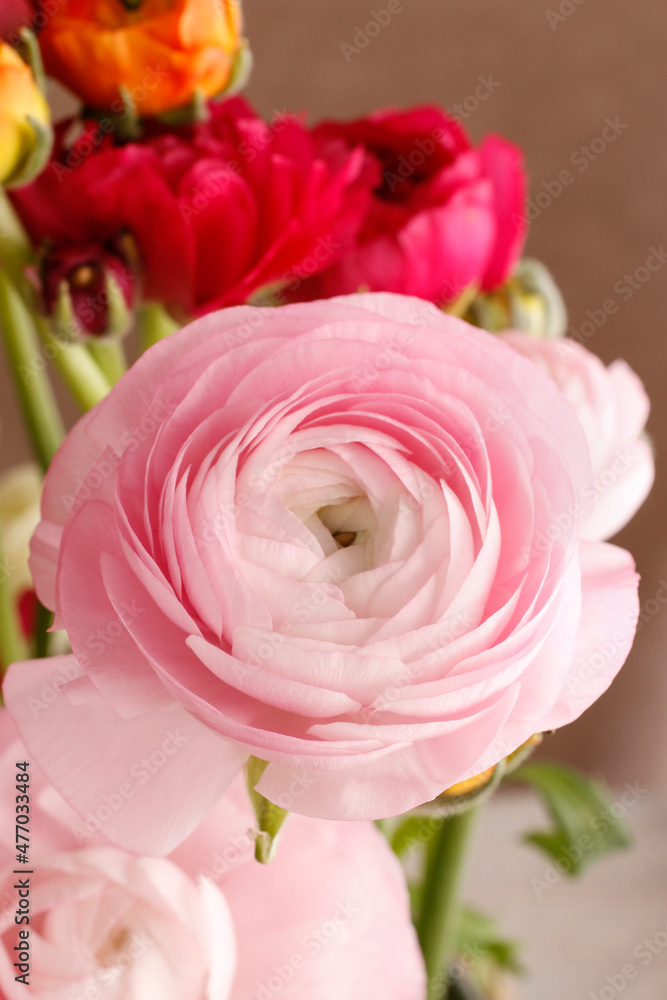 Bouquet of colorful persian buttercup flowers (ranunculus). Bouquet of colorful persian buttercup flowers (ranunculus).