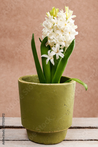 White hyacinth flower in green ceramic pot.