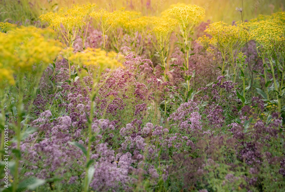 Meadow summer flowers on sunset