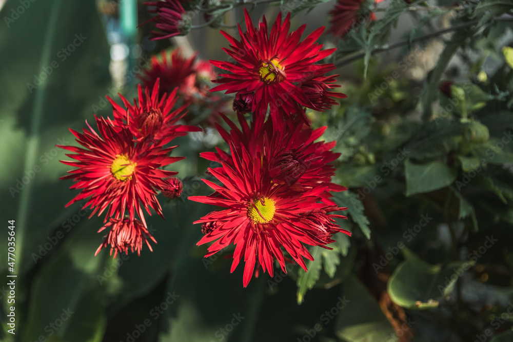 Fresh red chrysanthemum flowers close-up in the garden. Red flowers. Red chrysanthemum flowers. close-up of bright red chrysanthemum flowers with raindrops. Selective focus. Fresh red chrysanthemum flowers close-up in the garden. Red flowers. Red chrysanthemum flowers. close-up of bright red chrysanthemum flowers with raindrops. Selective focus.