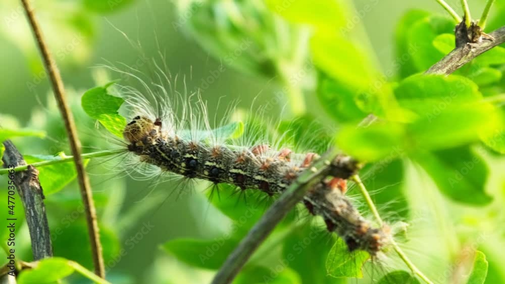 Silkworm caterpillar eating green leaves (Lymantria dispar) Silkworm caterpillar eating green leaves (Lymantria dispar)
