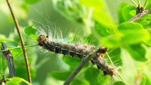 Silkworm caterpillar eating green leaves (Lymantria dispar) 