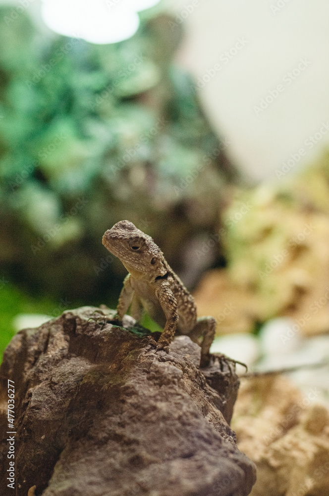 lizard on a tree lizard on a tree