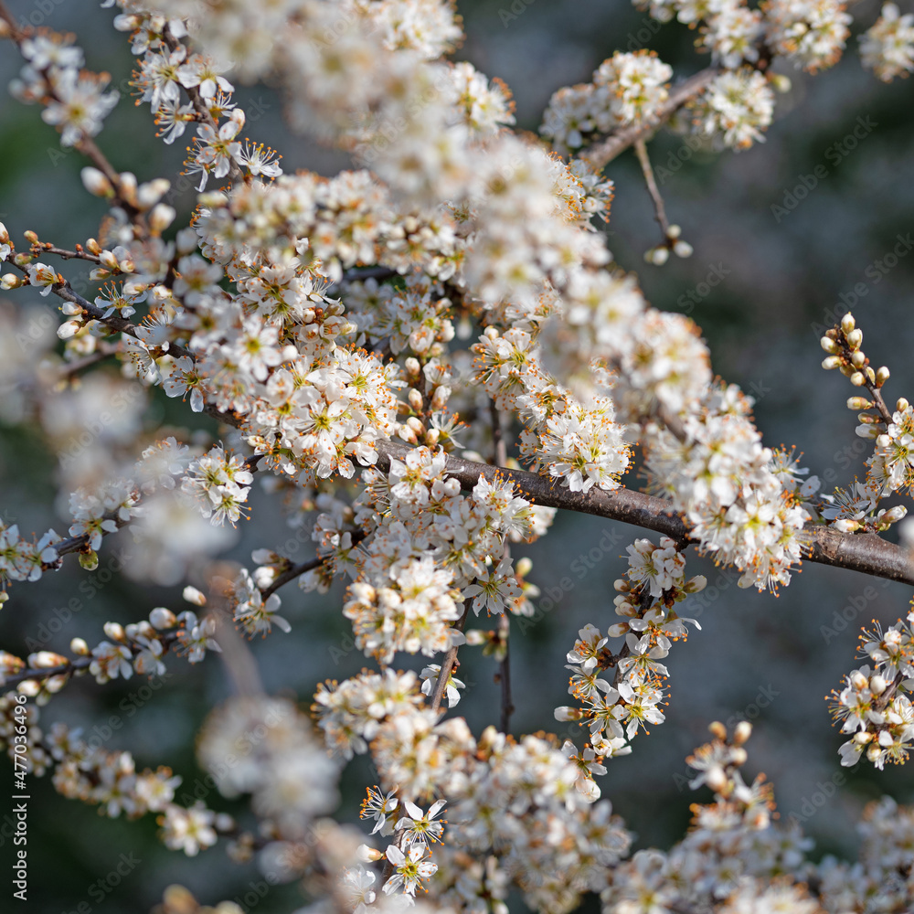 Fototapeta premium Blühener Schlehdorn, Prunus spinosa, im Frühling