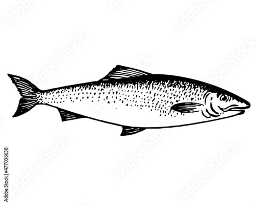 fish trout salmon hand drawn illustration