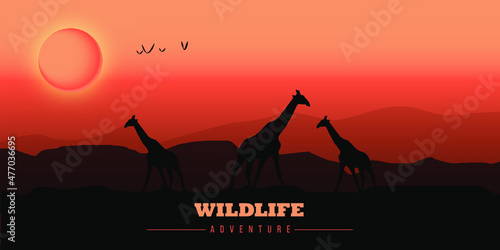 Sunset in the mountains - wildlife