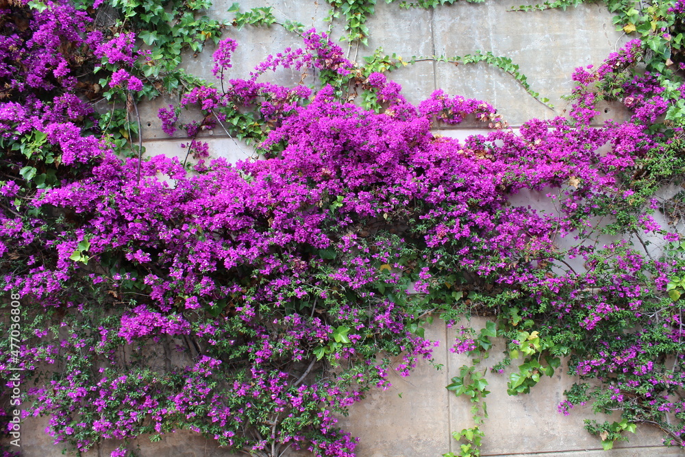 Naklejka premium Wildflowers