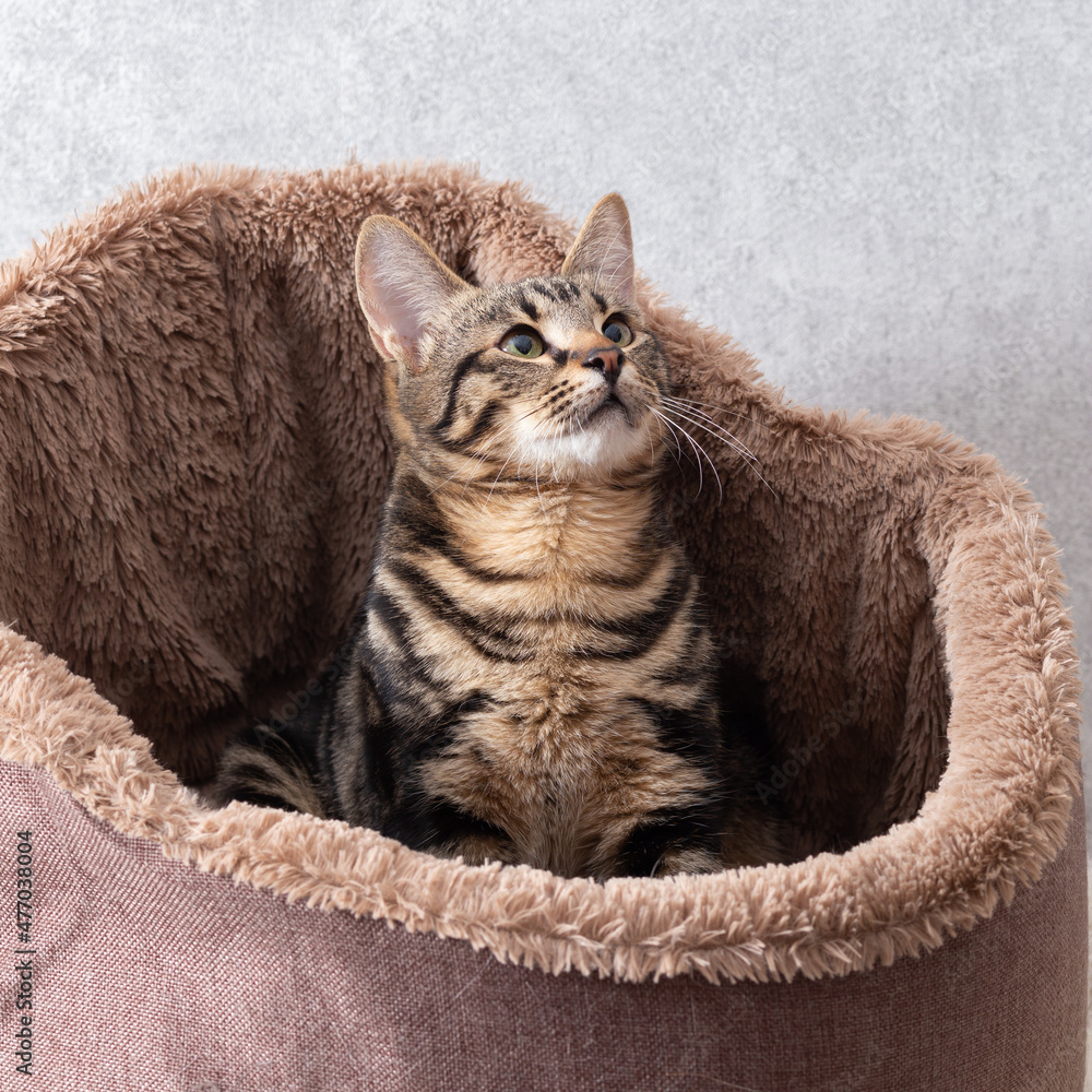 A mongrel striped cat is sitting in a special bed made of artificial fur. The cat looks up carefully, close-up