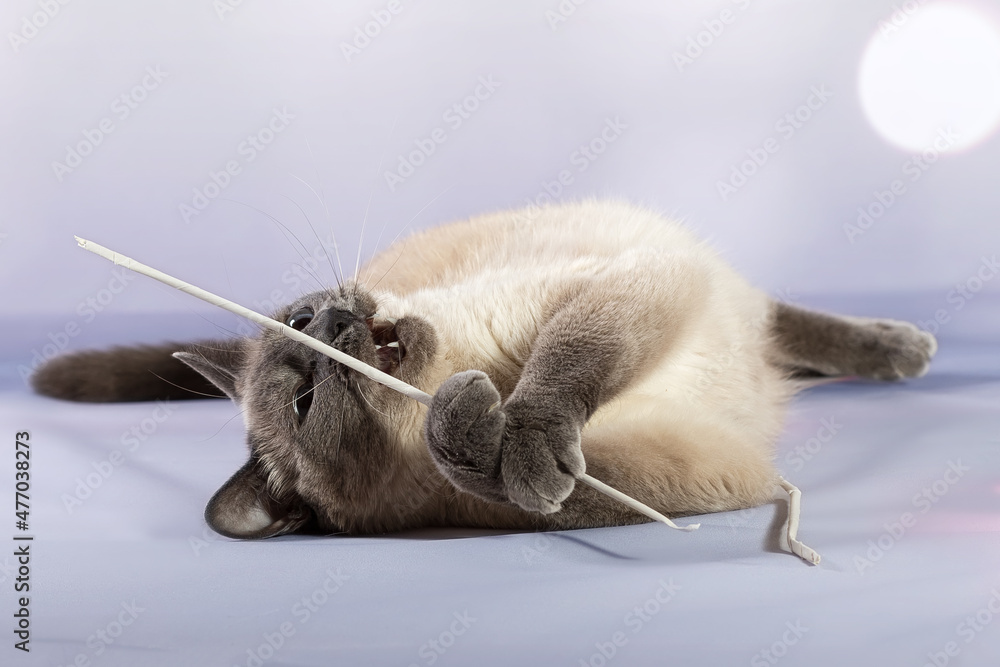 Obraz premium A domestic Siamese cat plays with a favorite toy - a stick made of paper. Delicate lilac pastel blurred background, close-up