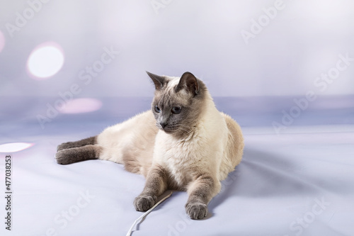 Portrait of a Thai cat lying quietly and watching. Delicate pastel background, close-up © Ekaterina Kolomeets