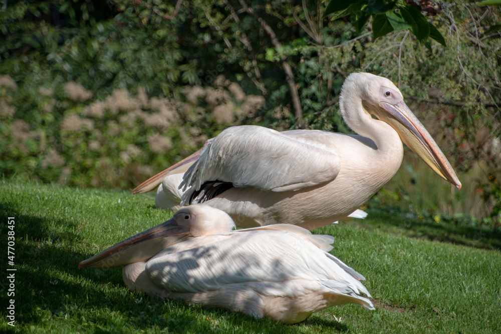 Obraz premium Landscape of pelecanus onocrotalus pelicans in Luisenpark Mannheim Baden Wurttemburg Germany