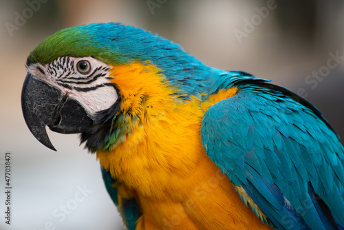blue and yellow macaw © shamisab