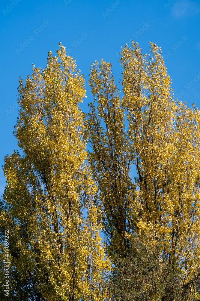 Fototapeta premium Birke Himmel