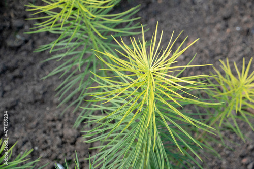 Amsonia hubrichtii Hubrichts bluestar growing in Luisenpark Mannheim Baden Wurttemburg Germany