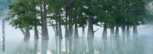 A lake with a grove of swamp cypresses in the morning fog. Tree trunks in close-up and their reflection in the water.  Selective focus.