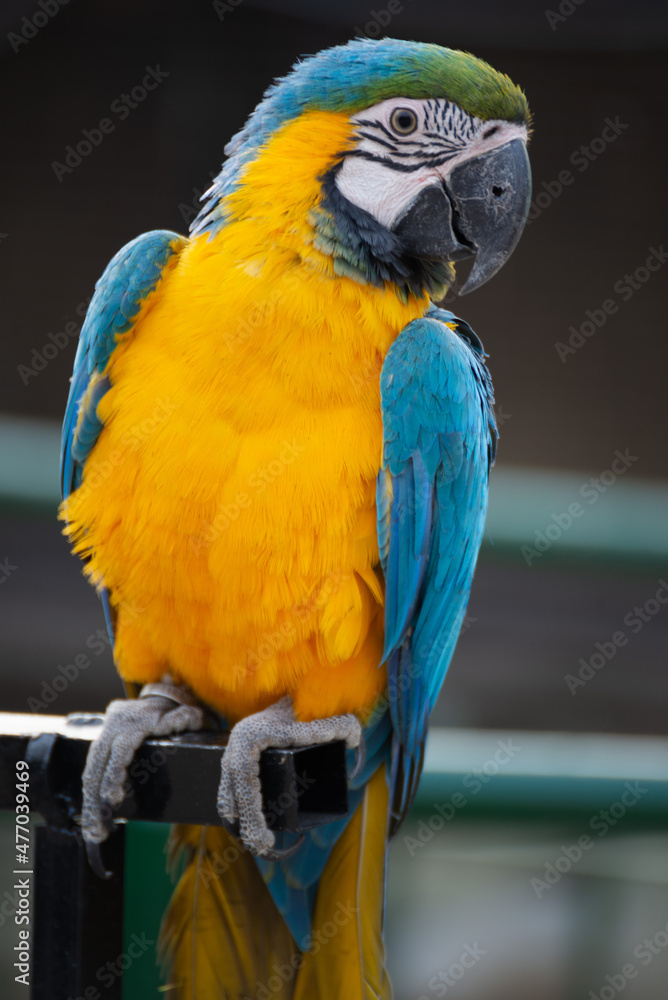 Obraz premium blue and yellow macaw
