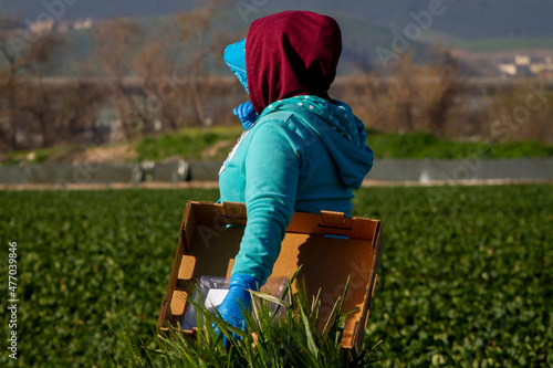 Female farm worker in a hooded sweatshirt holding a box near a field photo