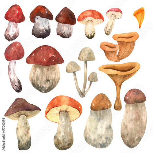 Watercolor clipart on the theme of edible forest mushrooms: boletus, boletus, porcini mushrooms, chanterelles and mushrooms, redheads. Symbols for design