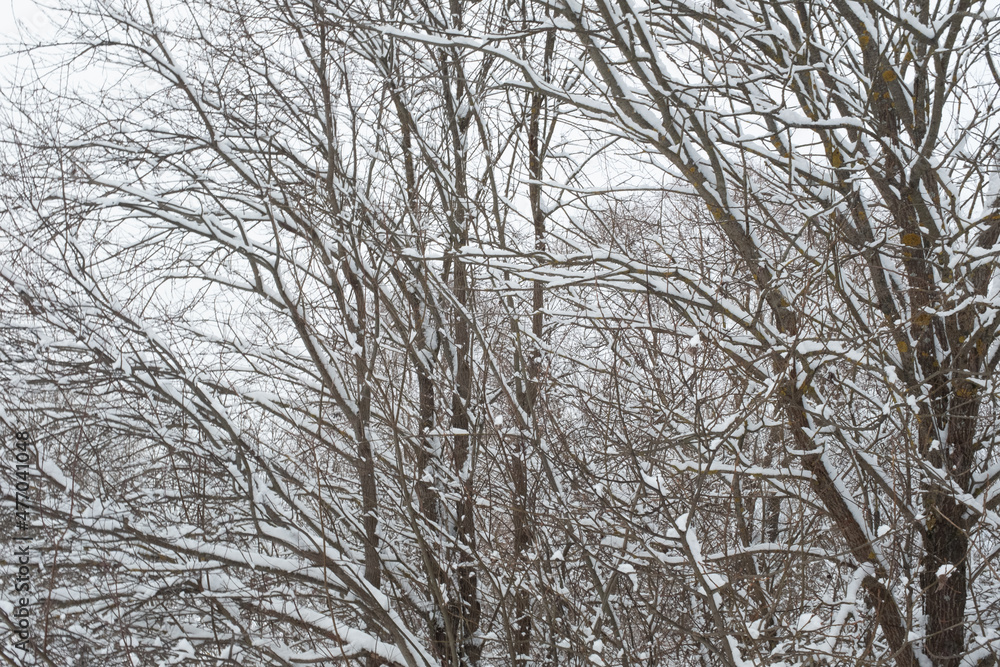 Snow winter landscape. Snow-covered trees in the winter forest. Winter trees backgrounded gray sky. Winter background for poster, calendar, post, screensaver, wallpaper, postcard, banner, cover Snow winter landscape. Snow-covered trees in the winter forest. Winter trees backgrounded gray sky. Winter background for poster, calendar, post, screensaver, wallpaper, postcard, banner, cover