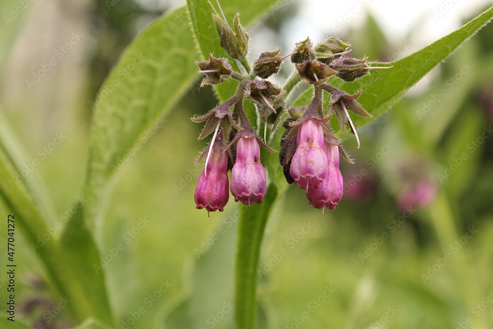 beautiful pink flowers of comfrey with a green background beautiful pink flowers of comfrey with a green background